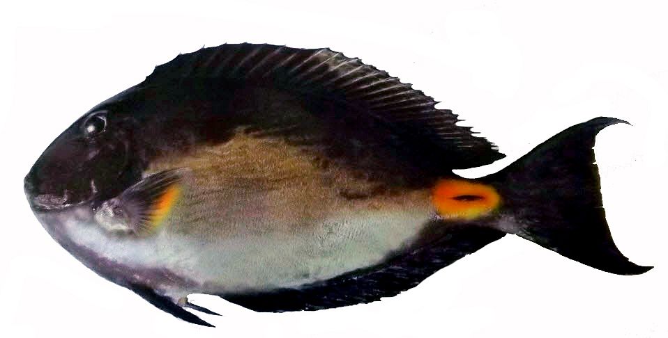 Acanthurus monroviae_lll02.jpg